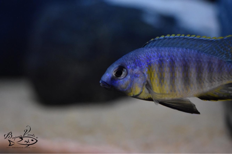 Lethrinops sp. 'auritus lion' Lion's Cove